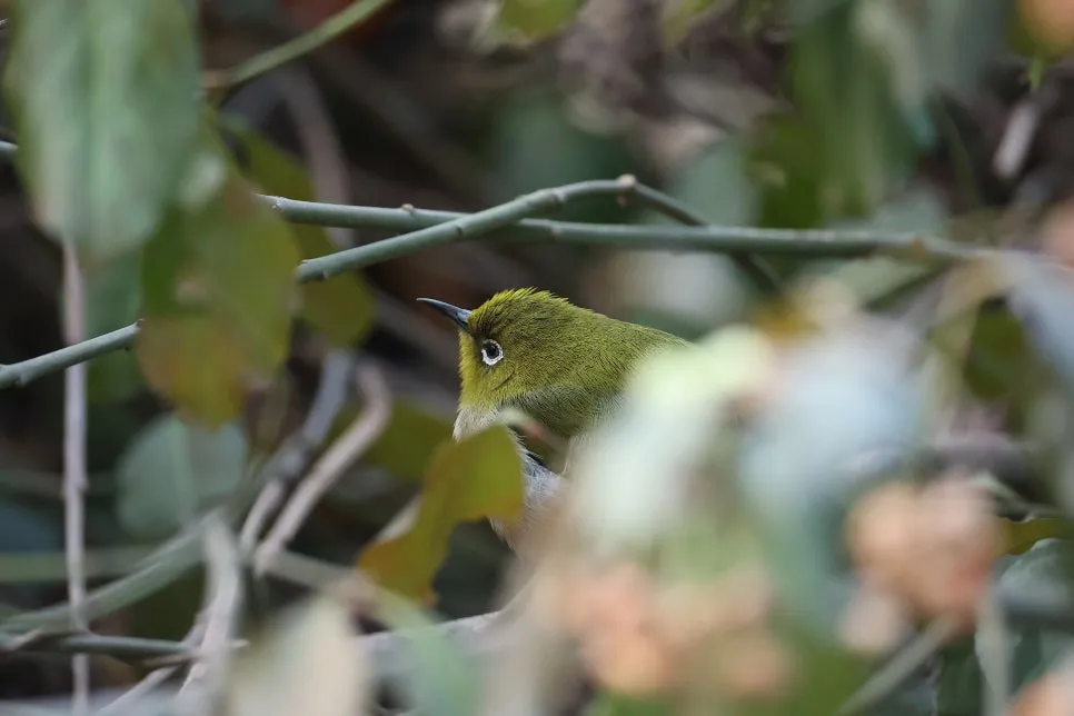 KakaoTalk_20250218_100136630.jpg?type=w966