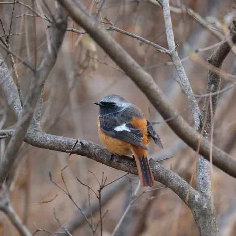 SE-2d7d4ac5-8554-4ee9-ae5c-ee8fab9a5a9f.jpg?type=w466