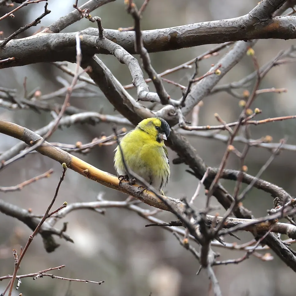 2C2A0089.JPG?type=w966