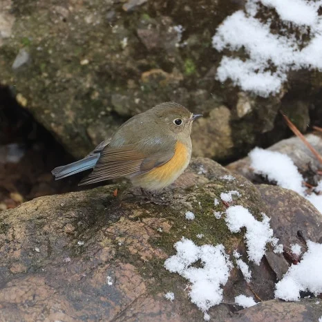 SE-535c6b6b-5db6-4dea-90e1-6c2763c36156.jpg?type=w466