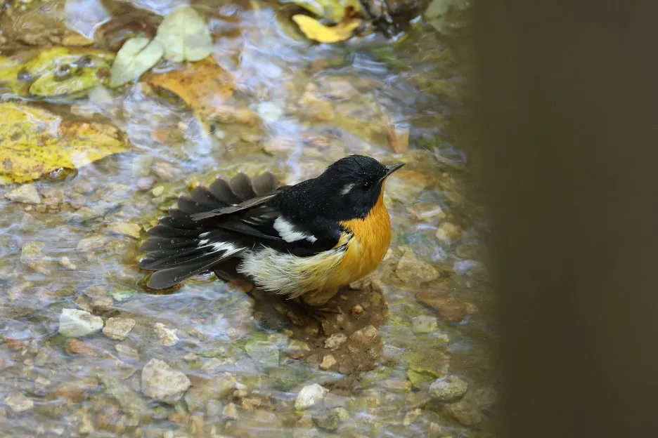 2C2A8227.JPG?type=w1