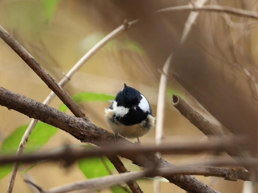 900%EF%BC%BF2C2A6133.JPG?type=w1