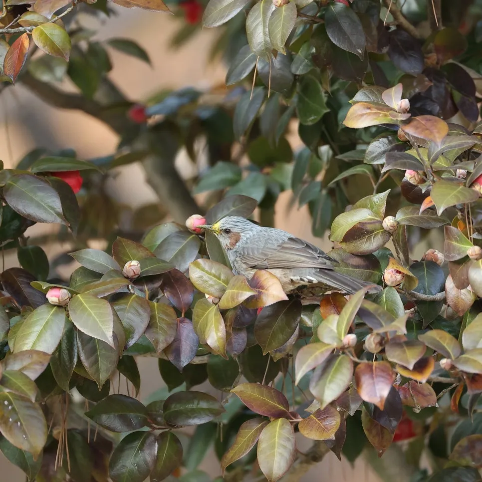 SE-ee726fbe-167f-11f0-bca1-05763077d1e0.jpg?type=w966