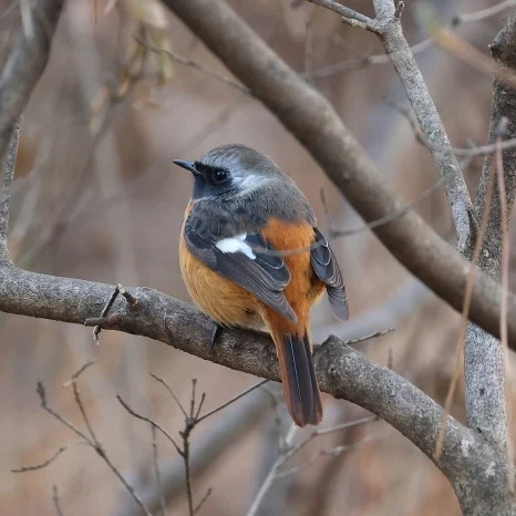 SE-92779472-8edb-44de-ad6c-669011024b38.jpg?type=w466