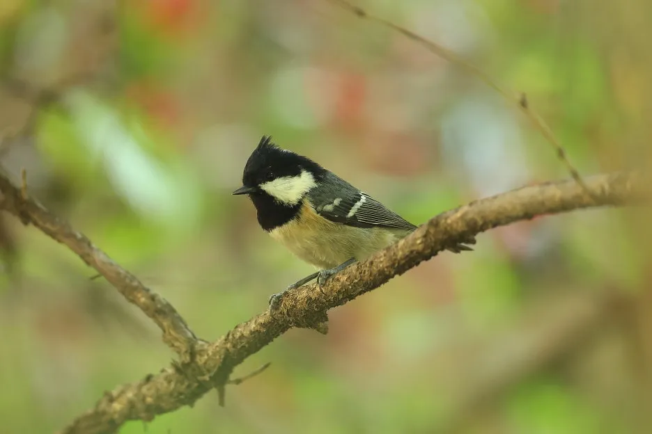 2C2A8166.JPG?type=w1