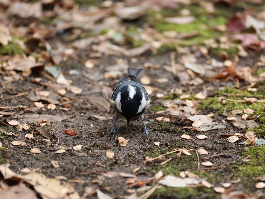 900%EF%BC%BF2C2A7215.JPG?type=w1