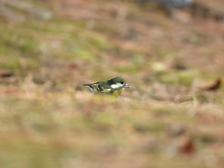 900%EF%BC%BF2C2A7187.JPG?type=w1