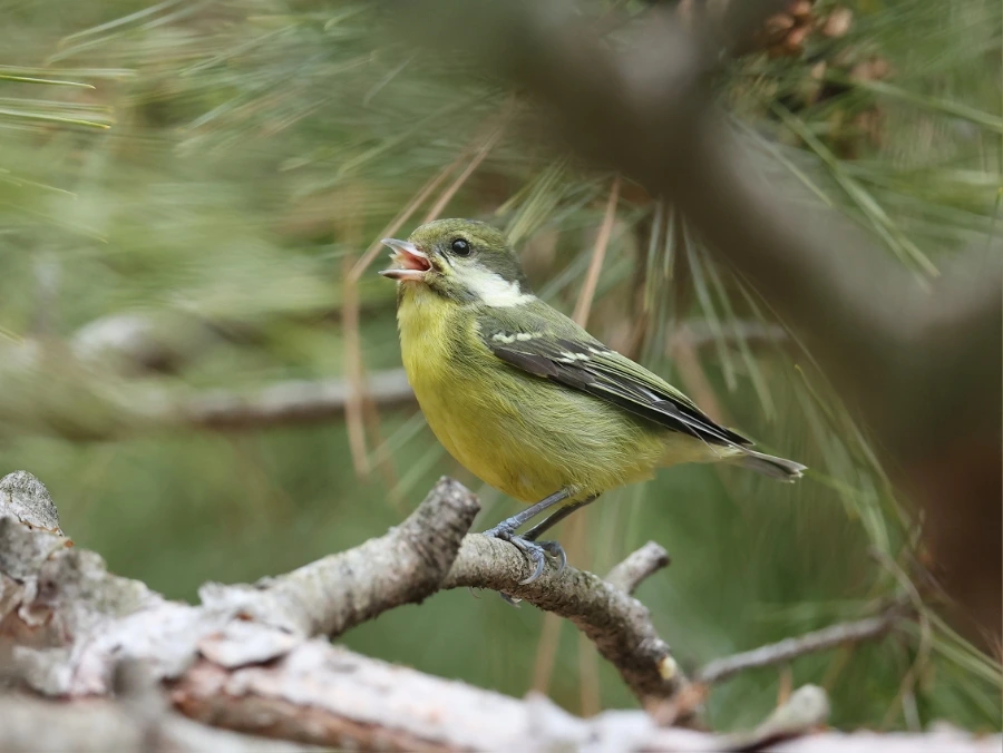 900%EF%BC%BF2C2A7607.JPG?type=w1