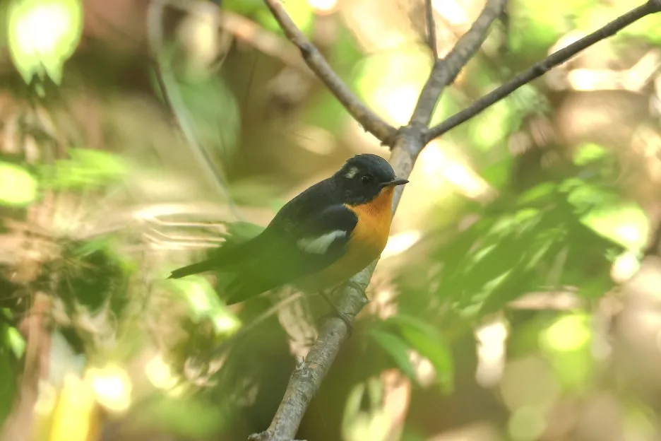 2C2A8173.JPG?type=w1