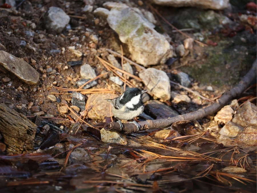 900%EF%BC%BF2C2A7904.JPG?type=w1