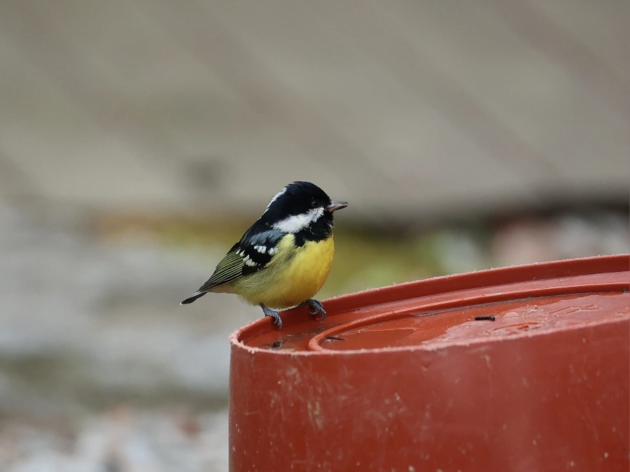 900%EF%BC%BF2C2A7445.JPG?type=w1