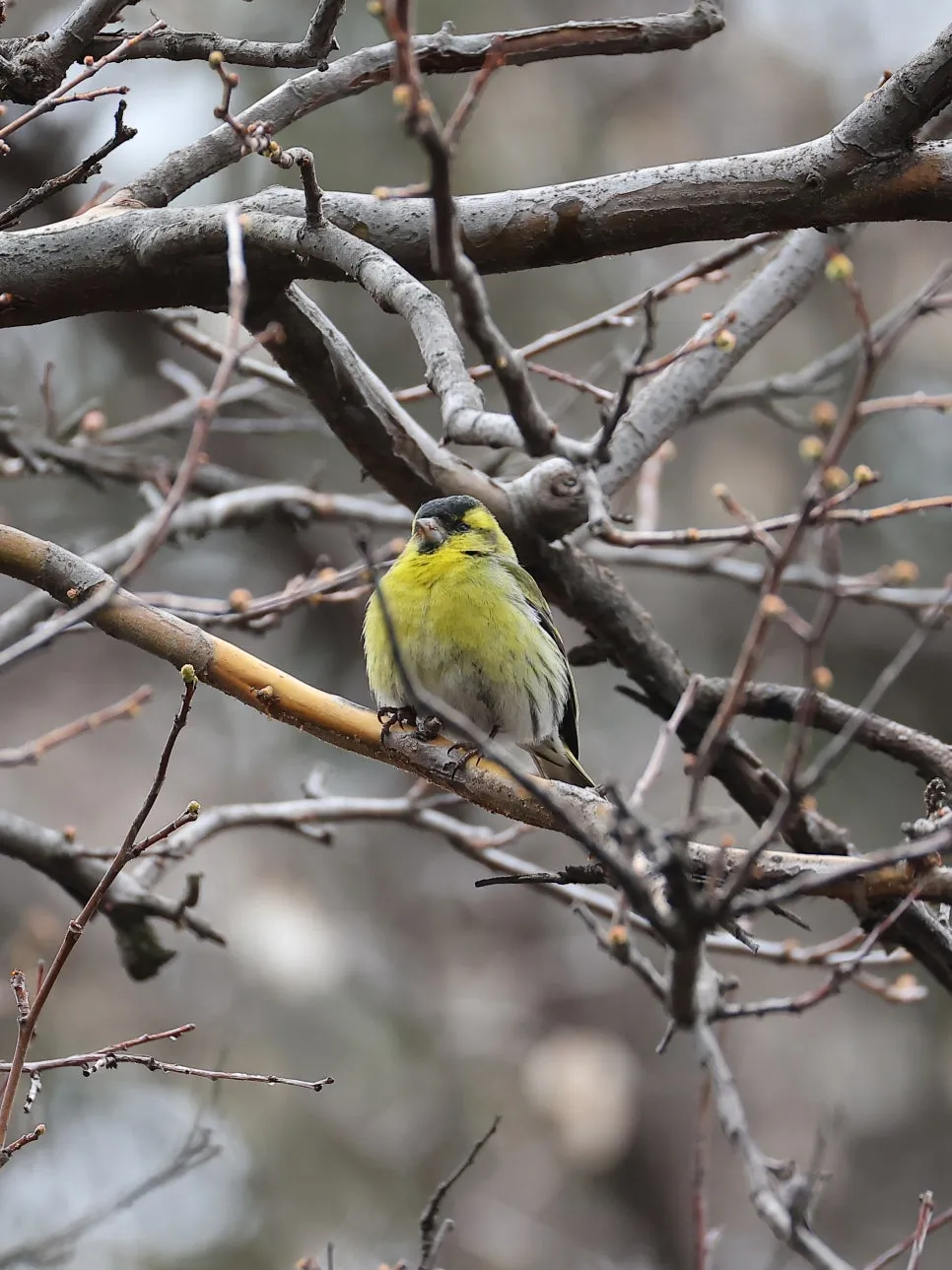 2C2A0086.JPG?type=w966