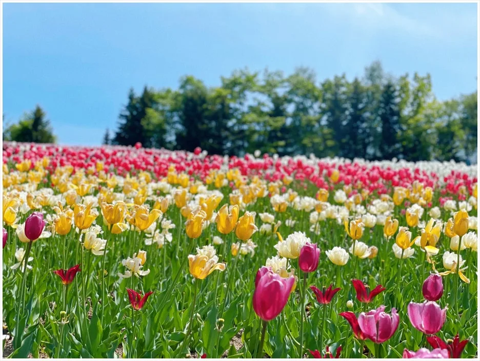 SE-189a8d75-2ce4-46f5-8db8-4adefa9b7dbd.jpg?type=w1