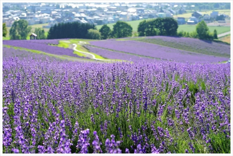 SE-3fac29b7-07fc-4e2f-8aae-6fb78139faae.jpg?type=w773