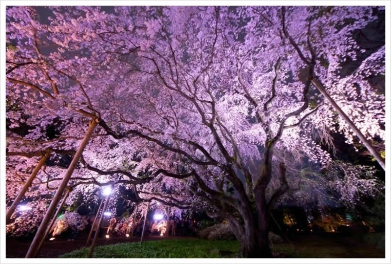 rikugien02.jpg?type=w1