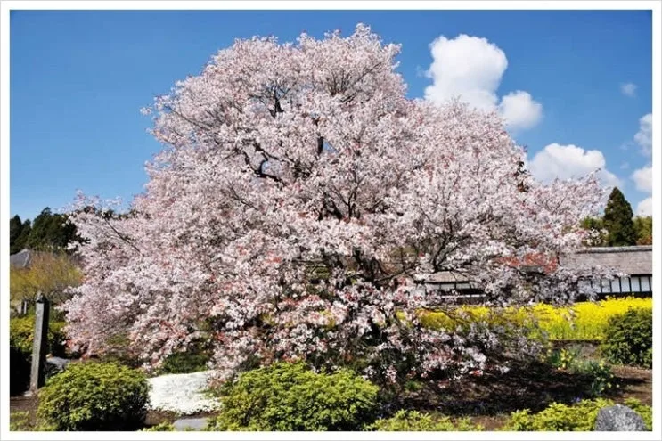 04_gebasakura.jpg?type=w2