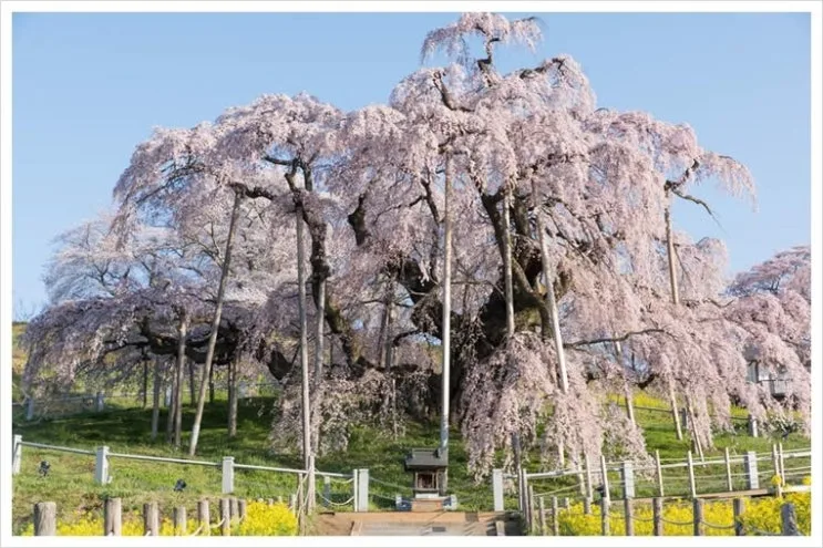 02_miharu.jpg?type=w2