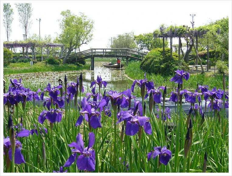 1280px-Aquatic-plant-garden-irides%2Csawara%2Ckatori-city%2Cjapan.jpg?type=w1