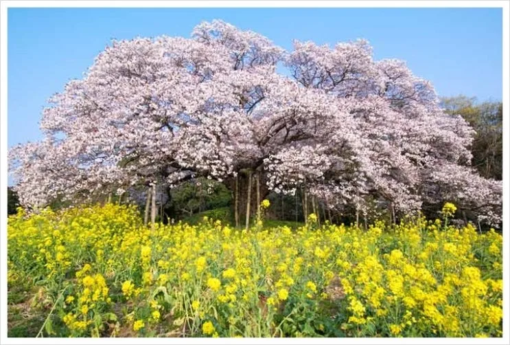 yoshitaka.jpg?type=w2