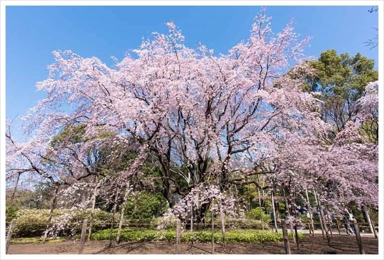 rikugien01.jpg?type=w1