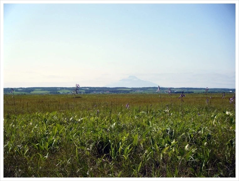 1280px-Hokkaido%2C_Sarobetsu_Plain.jpg?type=w1