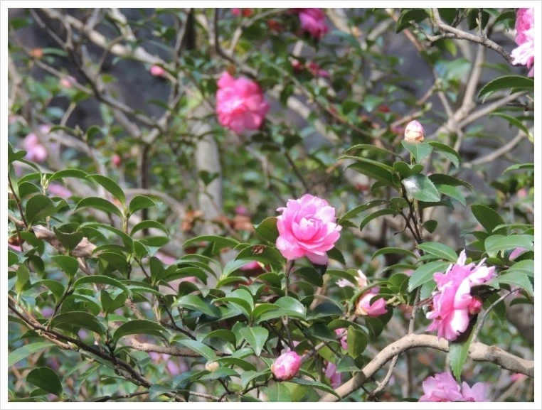 DSCN6104.JPG?type=w1