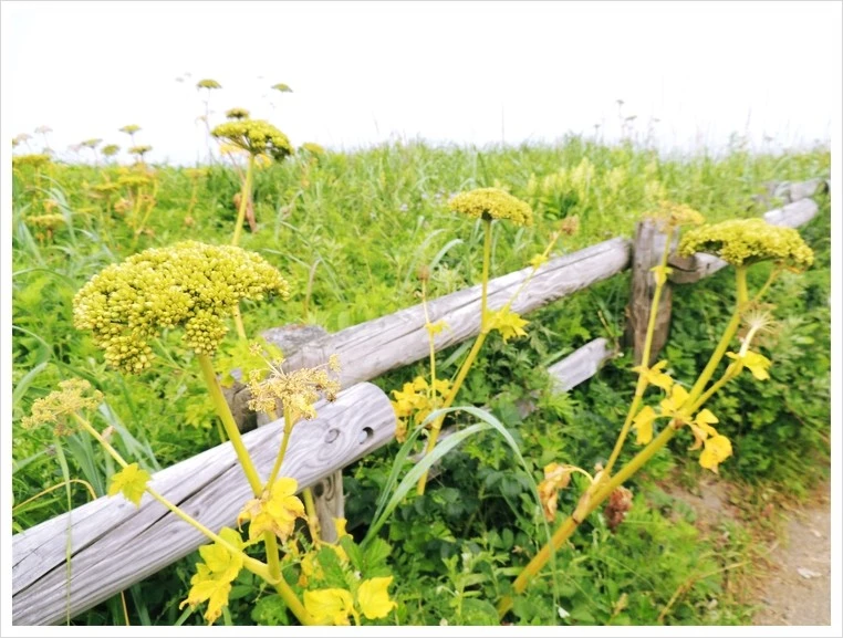 DSCN3670.JPG?type=w1