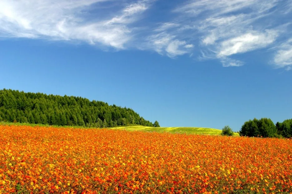 11277_3_l.jpg?type=w1