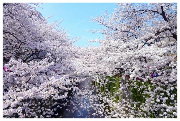 meguro01.jpg?type=w1