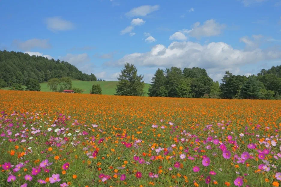 11277_5_l.jpg?type=w1