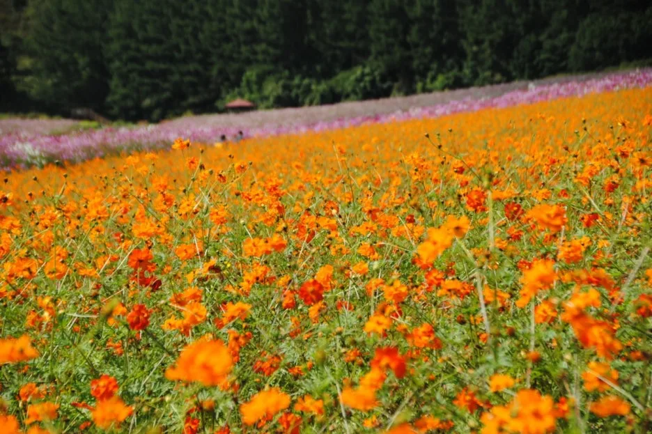 11277_9_l.jpg?type=w1