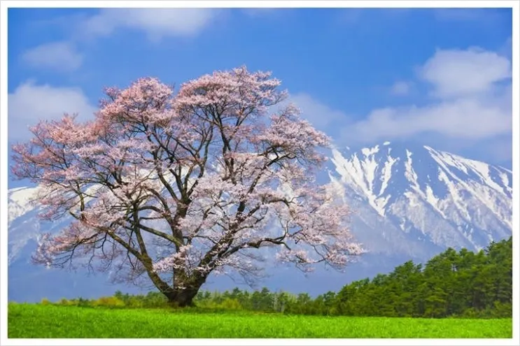 01_koiwai.jpg?type=w2