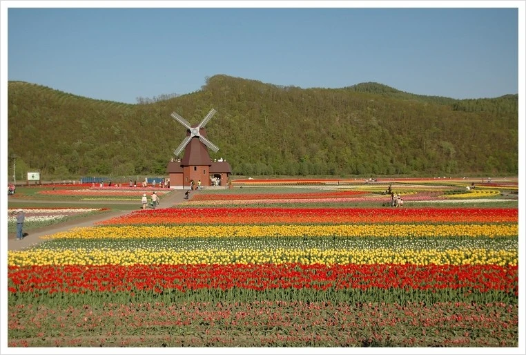 1920px-Tulip_field_Kamiyubetsu_Hokkaido_japan.jpg?type=w1
