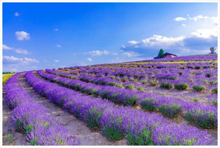 SE-7cd2a325-8c16-4099-9061-99884543147d.jpg?type=w773