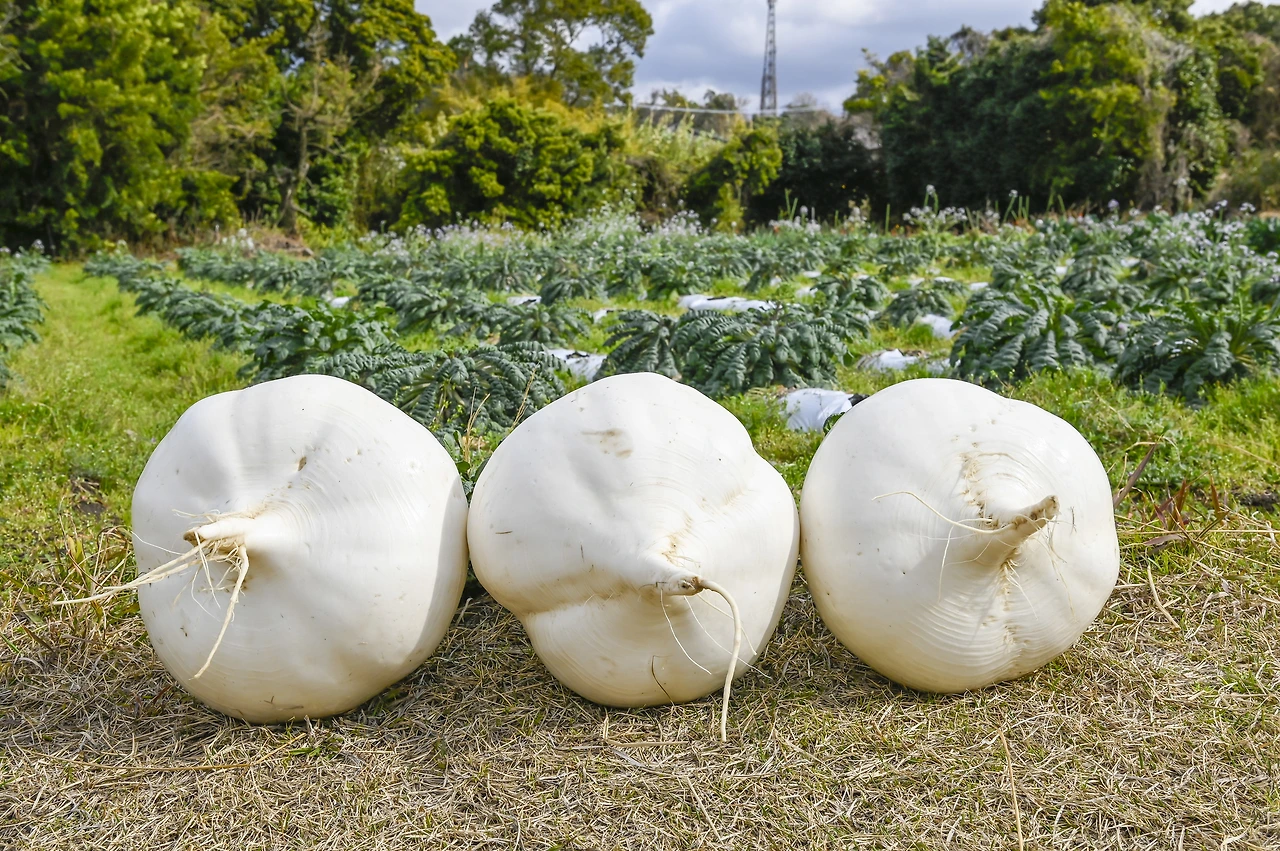 桜島大根収穫体験.jpeg