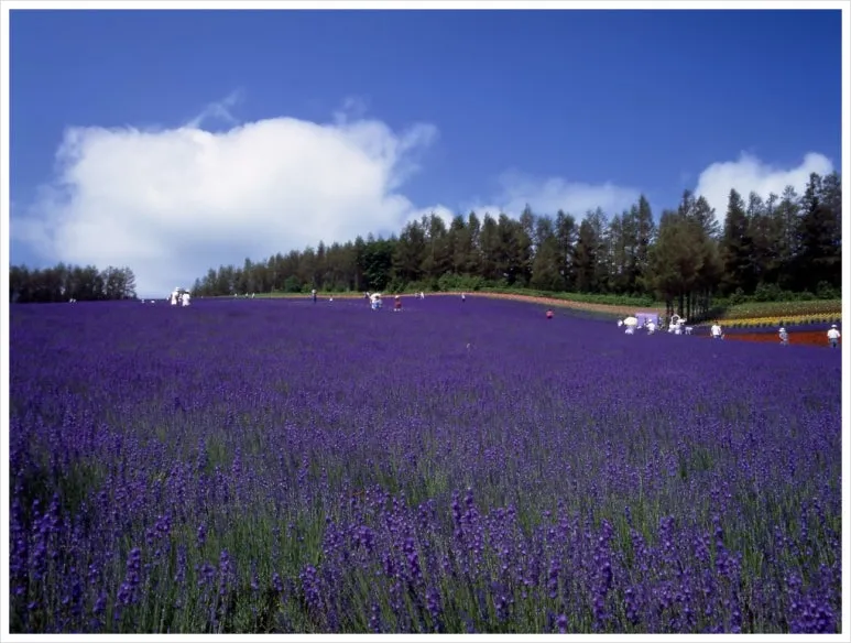 SE-aa79aa31-e11c-4fbc-9004-4a870101ff6c.jpg?type=w773