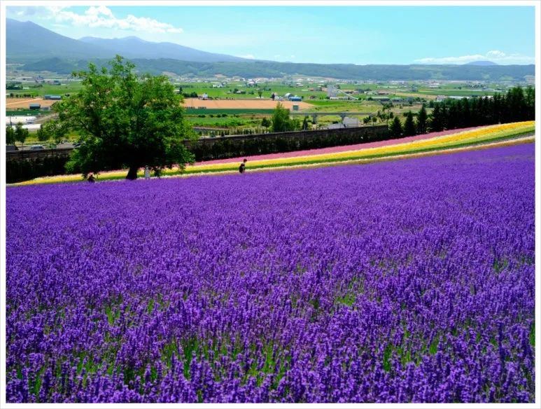 SE-30f68e14-d96d-4642-9c96-8846d3b7053d.jpg?type=w773