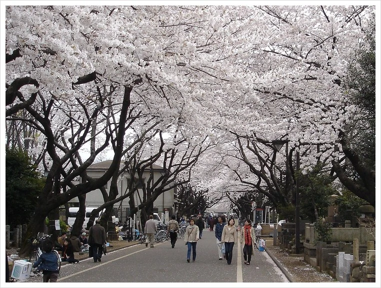 %EC%95%BC%EB%82%98%EC%B9%B4_%EB%A0%88%EC%9D%B4%EC%97%94.jpg?type=w1