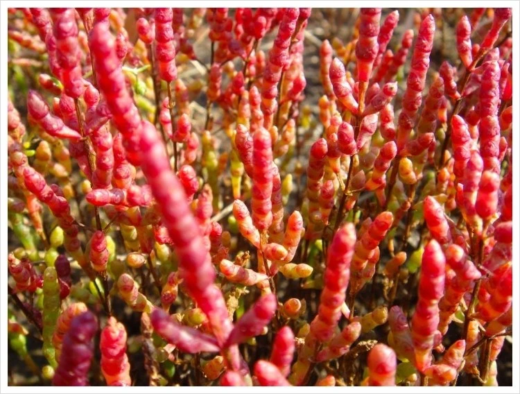 HO037004.jpg?type=w1