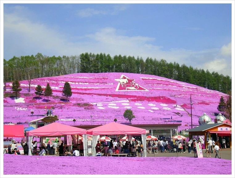 1280px-Higashimokoto_Phlox_subulata01.jpg?type=w773