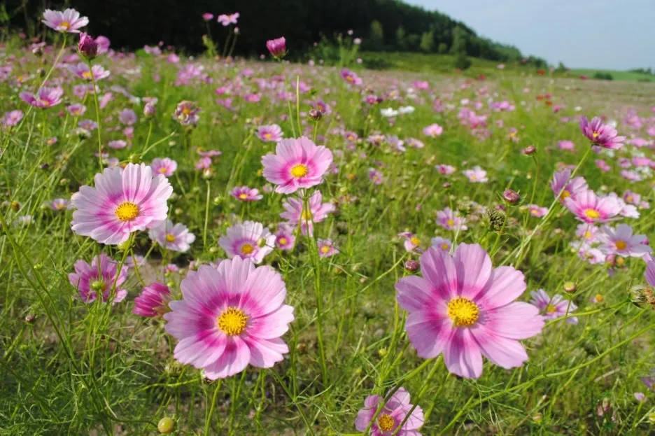 11277_8_l.jpg?type=w1