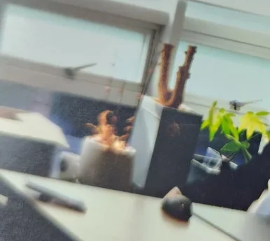 11111_(3).jpg?type=w386