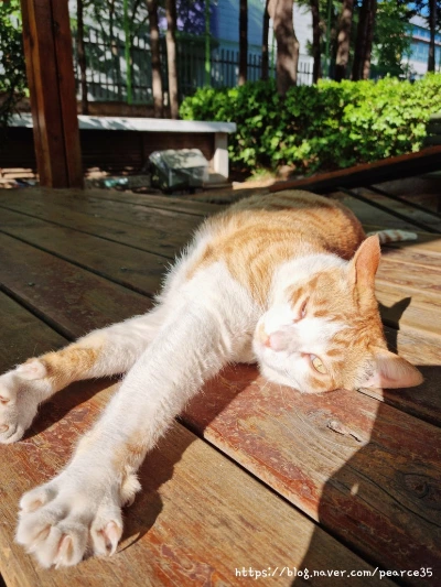 SE-4c70272e-4cf1-4cee-8e11-3bbcd9d12f49.jpg?type=w773