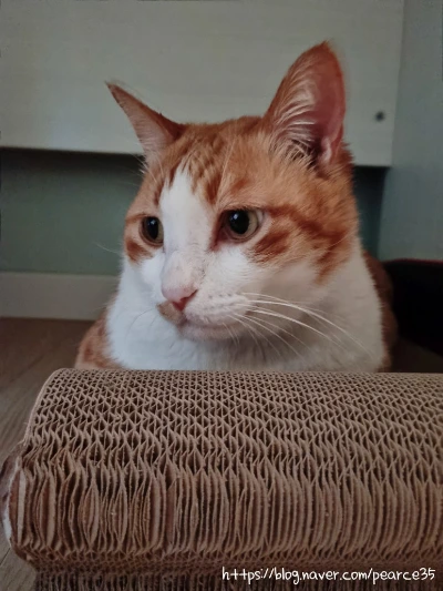 SE-0d5f3b34-2224-4d9d-b6a4-7e67e06c90be.jpg?type=w773