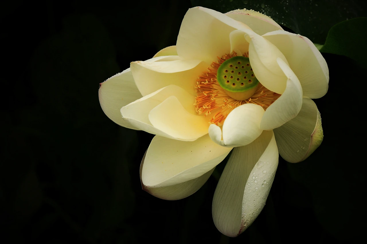 연꽃 세계 (7).JPG