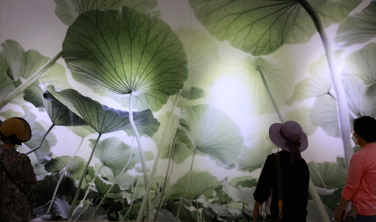 연꽃 세계 (12) - 복사본.JPG