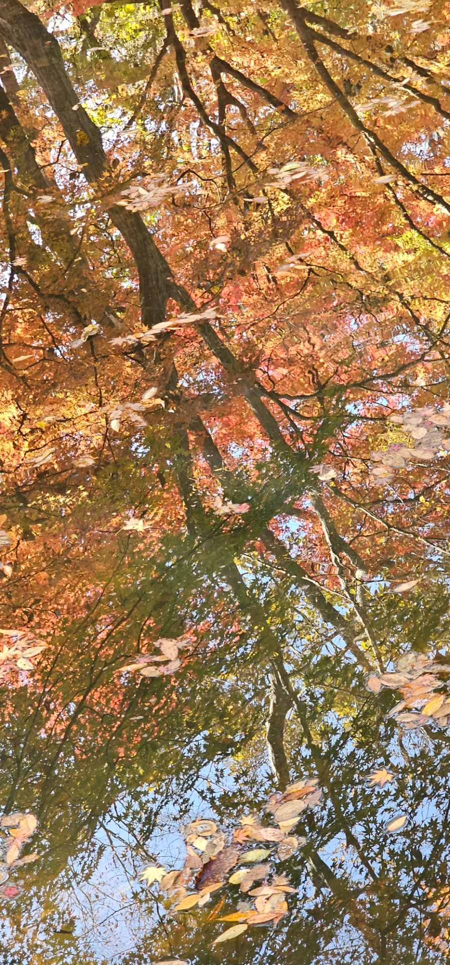 900%EF%BC%BF20241114%EF%BC%BF104259.jpg?type=w966