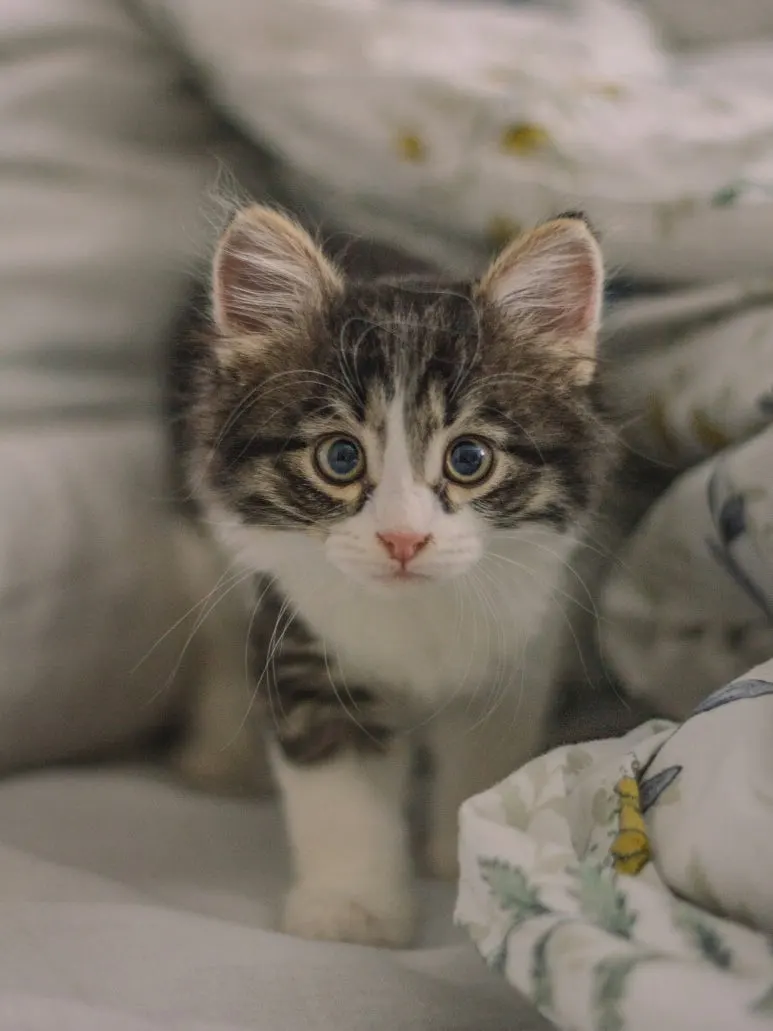 SE-99db239c-79af-44bf-b4b3-a76aa560d6dc.jpg?type=w773