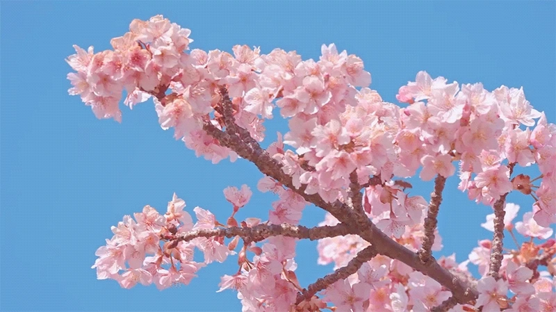 ?src=http%3A%2F%2Fblogfiles.naver.net%2FMjAyNTAzMTlfMjkg%2FMDAxNzQyMzYzMjQ2NDY0.1vkzaen06woimaYdowrlBXd0YtFdS8hD-2Q2fBVFlwUg.XC_H8VI4GsSP3jQgyYz9rzF9cDm1ReQeJmvE4ll649sg.GIF%2FKimraaaaaaa_%25BE%25C6%25C0%25CC%25C6%25F9%25B0%25B6%25B7%25B0%25BD%25C3%25BA%25BD%25B9%25E8%25B0%25E6_014.gif&type=sc960_832_gif