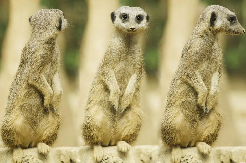 meerkat-275967_1280.jpg?type=w1